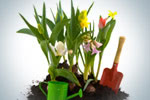 Vastu Shastra for garden